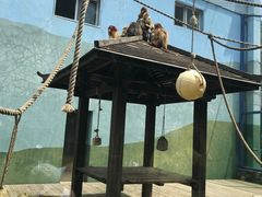 -大连森林动物园