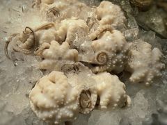 -铭聚章鱼土笋冻(松柏店)