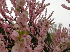 -东升八家郊野公园