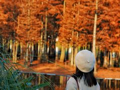 -白鹭湾湿地公园