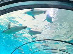 -珠海长隆海洋王国
