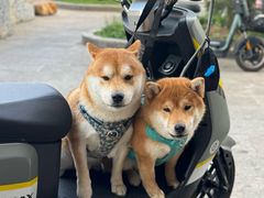 -小四川(厚街珊美店)