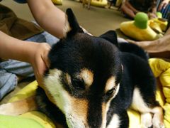 -逗柴咖啡屋·狗咖猫咖宠物桌游