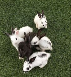 -萌宠亲子动物乐园(槐房万达店)