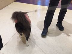 -帕帕拉兹宠物(亚洲旗舰店)