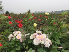-门城湖公园