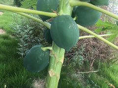 -绮丽珊瑚博物馆(台东店)