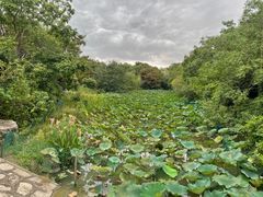 -上海海湾国家森林公园