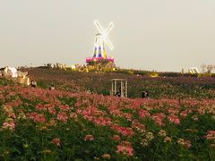 -大塘金香草谷