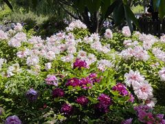 -莲花池公园