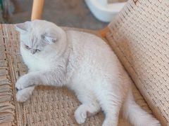 -喵屿·大理花园猫咖