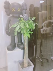 -AYO SALON
