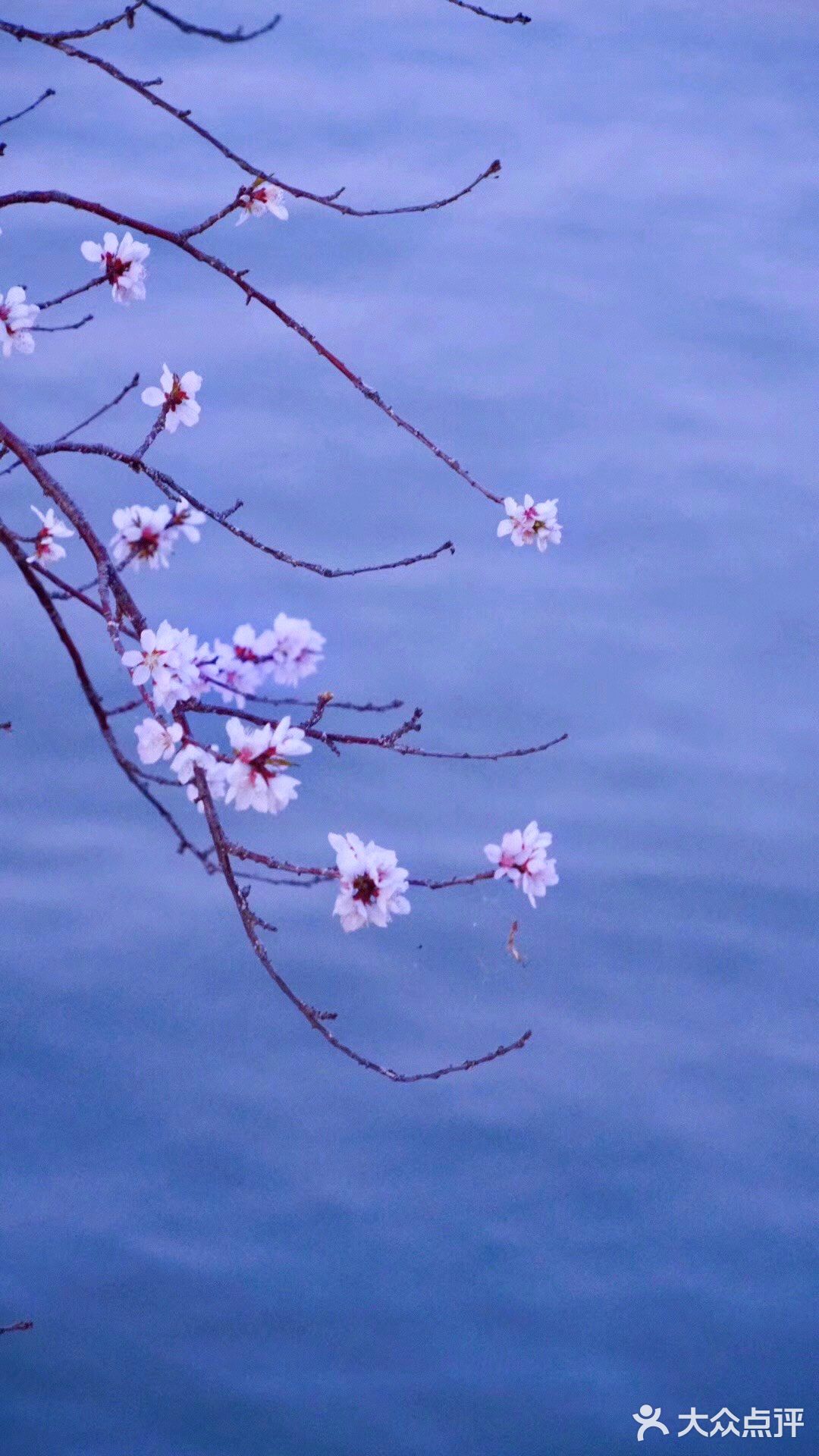 3月踏春｜颐和园｜夜幕下的山桃🌸