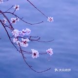 3月踏春｜颐和园｜夜幕下的山桃🌸