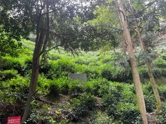 -十八棵（老龙井）御茶园(老龙井店)