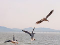 -深圳湾公园(南山区)