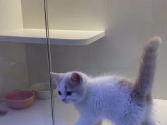 -小猫来了·猫咪专售(红山六九七九店)