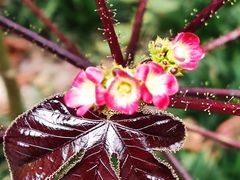 -广州神农草堂中医药博物馆