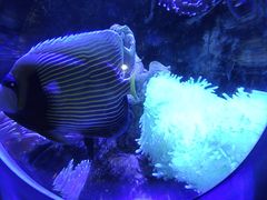 -太平洋海底世界