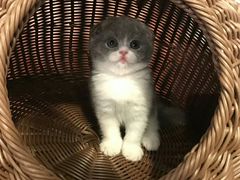 -喵zoo家庭繁育猫舍(尖东智能花园店)