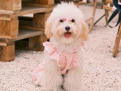 -J Create城市露营咖啡·简餐·宠物(上海动物园店)