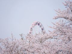 -顾村公园