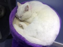 iphone_upload_pic-喵的天空名猫咖啡馆·撸猫·猫舍·用品
