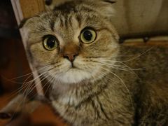 -猫小院猫主题餐厅(南锣旗舰店)