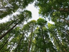 -黄海国家森林公园