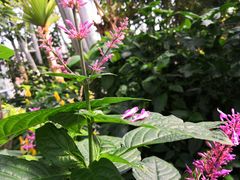 -北京植物园-展览温室