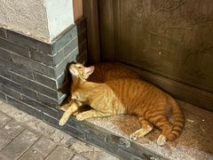 -金山嘴渔村