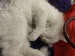 android_upload_pic-Sirena海妖日咖夜酒