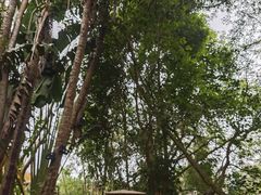 -海南热带野生动植物园