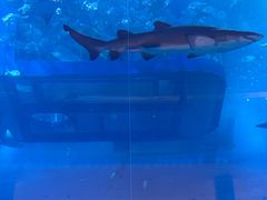 -迪拜水族馆及水下动物园