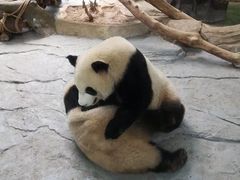 -灵玲国际马戏城