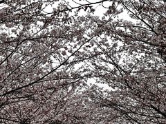 -高东镇樱花园