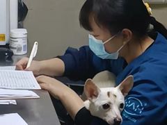 -谐和益家动物医院·免疫绝育·血液透析·宠保定点医院(高新伊藤分院)