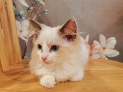 -楼上猫咖(罗湖店)