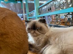 -猫小院猫主题咖啡厅(北锣店)