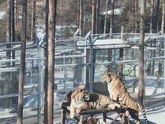 -横道河子东北虎林园