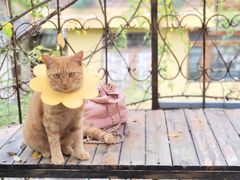 -喵屿·大理花园猫咖