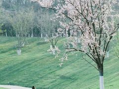 -羊山湖公园