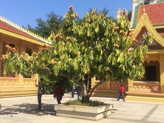 -西双版纳勐泐文化旅游区