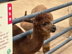 -秦皇岛野生动物园
