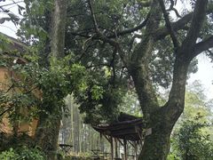 -杨家堂村