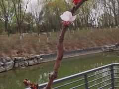 -大兴滨河森林公园