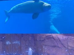 -海合安成都极地海洋公园
