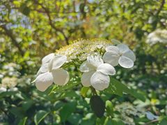 -陆家嘴中心绿地