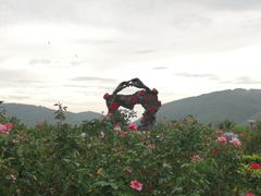 -亚龙湾国际玫瑰谷