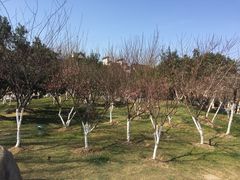 -梅村泰伯庙